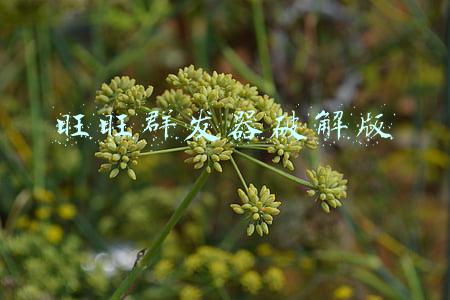 旺旺群发器破解版