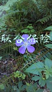 中华联合保险车险
