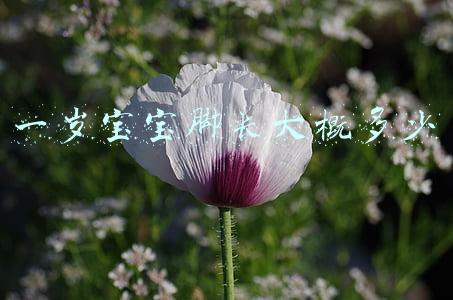 一岁半宝宝脚长大概多少(带你了解0-7岁腿部发育的规律)