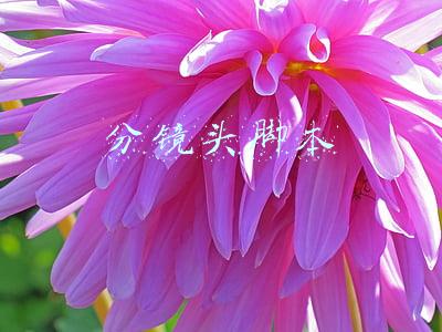 分镜头脚本也叫什么(学习强国四人赛题库第十九辑（1801~1900）)
