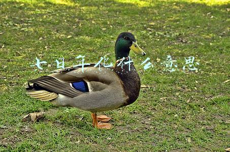 七日年化什么意思