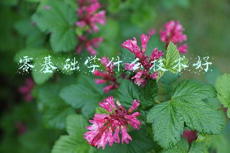 零基础学什么技术好
