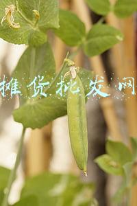 地摊货批发网站