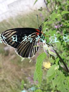 今日蚂蚁庄园