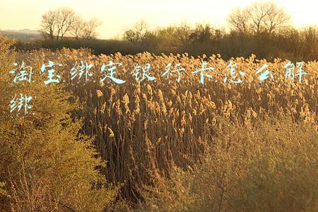 淘宝绑定银行卡怎么解绑