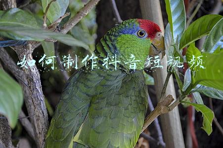 如何制作抖音短视频