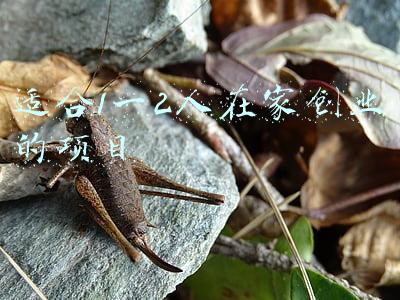 适合1一2人在家创业的项目
