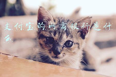 支付宝的网商银行是什么卡(网商银行银行卡绑定方法是什么)