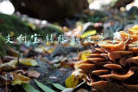支付宝转账额度是多少