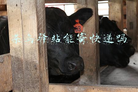 菜鸟驿站能寄快递吗(全国主要省会城市菜鸟驿站可送货上门：选择平衡需求差异)
