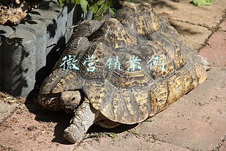 微营销案例