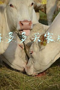 拼多多买家版电脑端(拼多多一元改销量终极实操玩法！来晚就删了)