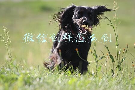 微信创群怎么创但是充不了呢(传裁员30%？腾讯部分事业群开启“优化”，股价跌逾10％)