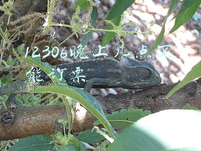12306晚上几点不能订票