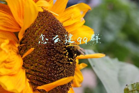 怎么建qq群