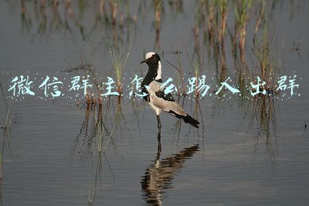 微信群主怎么踢人出群