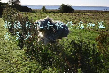 开一个汽修店加盟费多少钱:汽车修理加盟免费开店