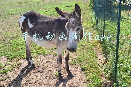 手机动画制作app