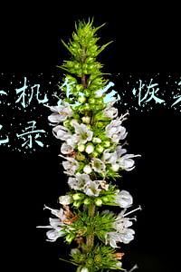 安卓手机怎么恢复微信聊天记录