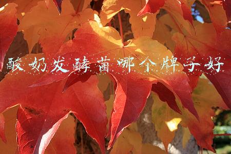 酸奶发酵菌哪个牌子好