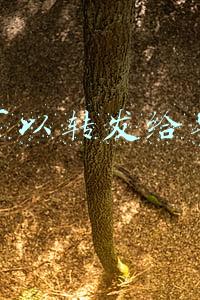 语音可以转发给别人吗
