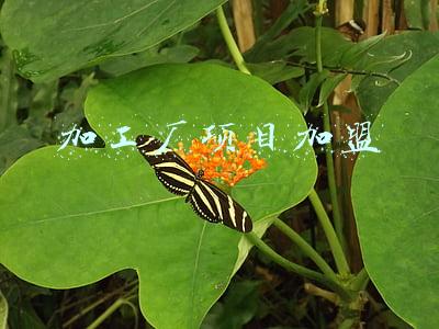 加工厂项目加盟