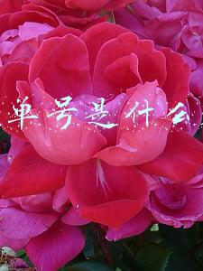 快递单号是什么意思