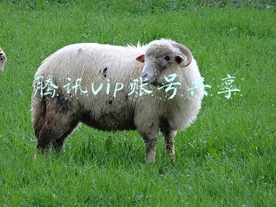 腾讯vip账号共享