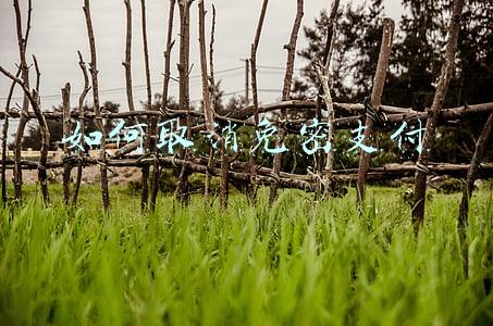 如何取消免密支付