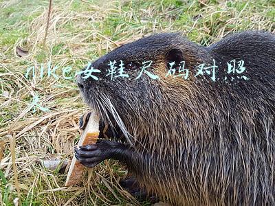 nike女鞋尺码对照表