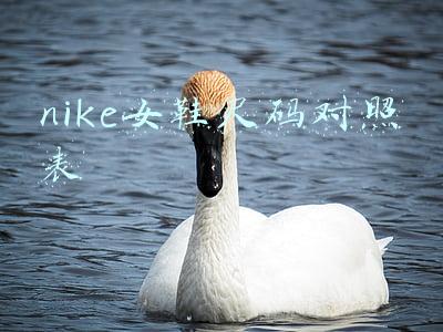 nike女鞋尺码对照表