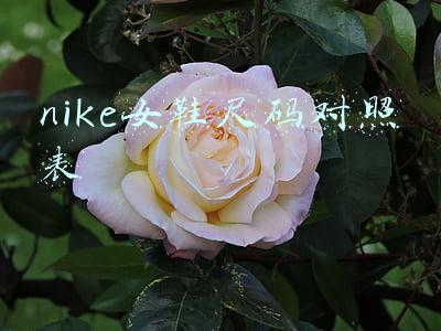 nike女鞋尺码对照表
