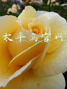 太平鸟官网