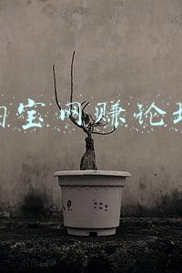 淘宝网赚论坛