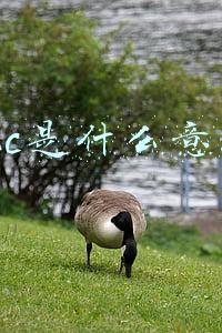 b2b是什么意思(P2P、O2O、B2C、B2B、C2C傻傻分不清楚的人快来看这篇文章)