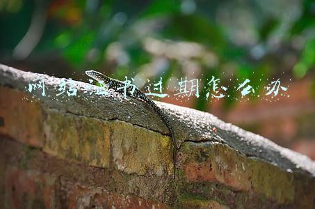 网站证书过期怎么办
