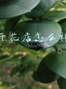 开花店怎么样