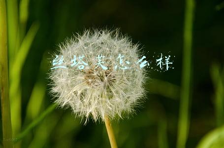 丝塔芙怎么样