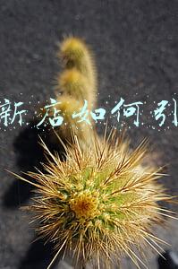 淘宝新店如何引流量