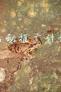 活动推广计划