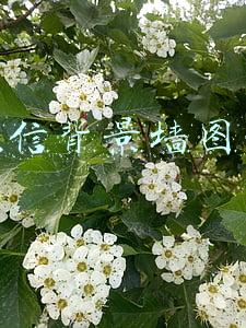 微信背景墙图片