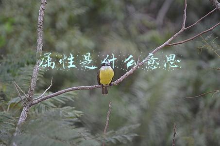 属性是什么意思