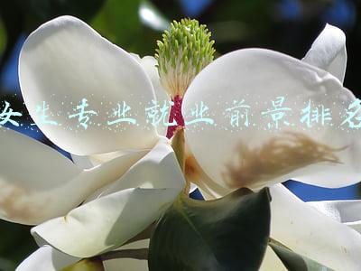 女生专业就业前景排名