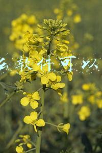 什么软件可以p图
