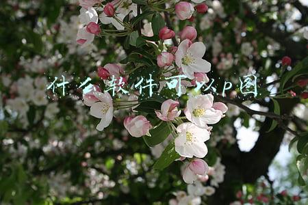 什么软件可以p图