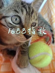 1688指数