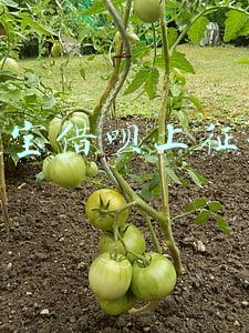 支付宝借呗上征信吗