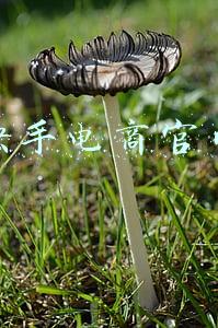 快手电商官网
