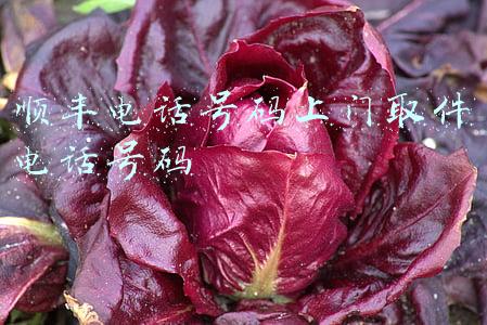 顺丰电话号码上门取件电话号码