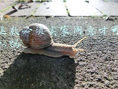退款必须卖家同意才可以吗